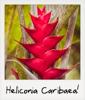 Heliconia Caribaea! Heliconia Caribaea!