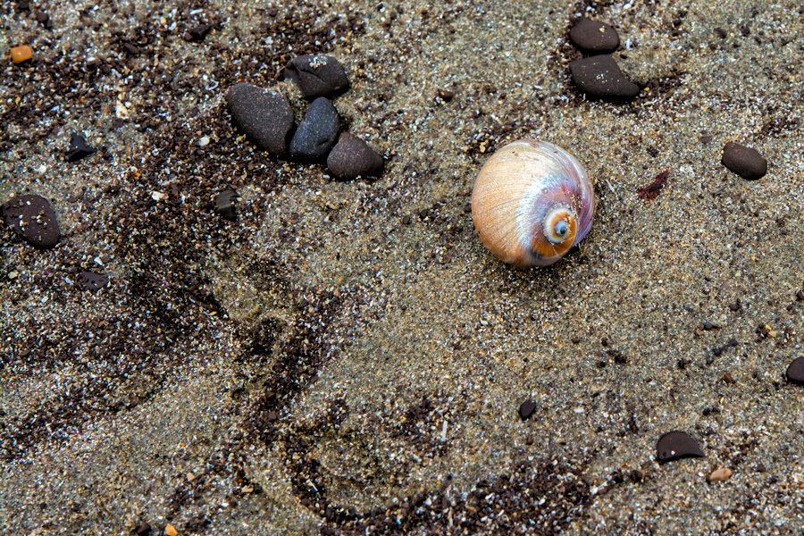 Snail on beach photo