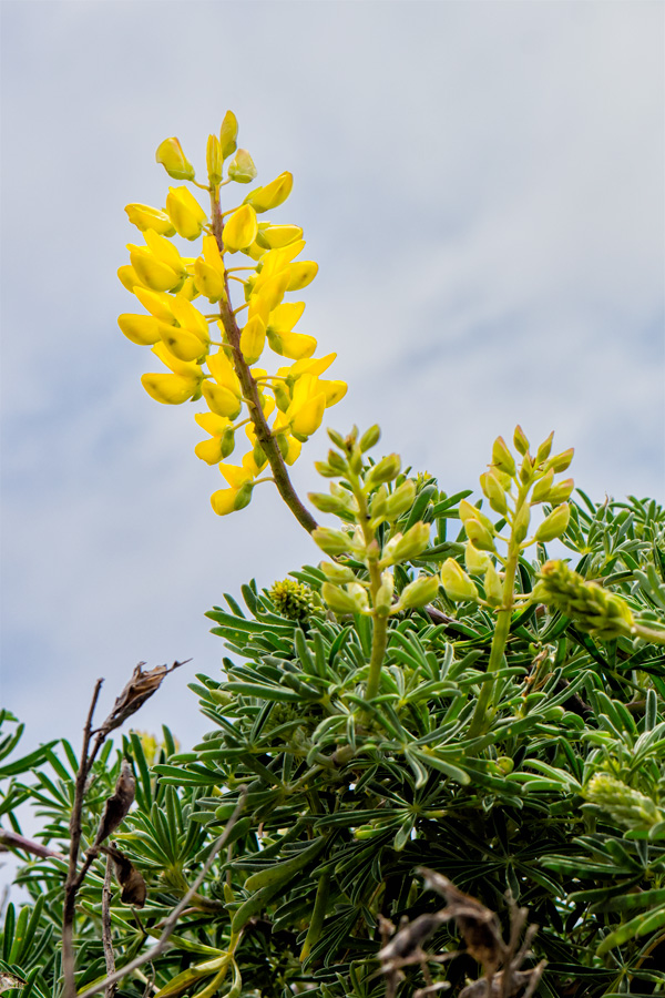 Yellow flower on California Coast photo