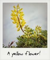 A yellow flower!