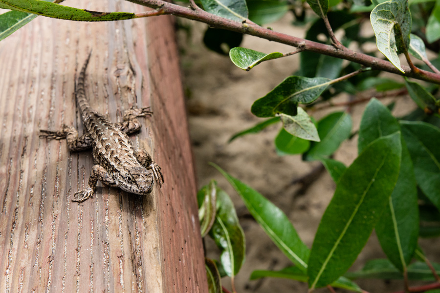 Brown lizard on wood photo