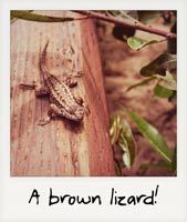A brown lizard!