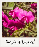 Purple flowers! Purple flowers!