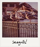 Seagulls!
