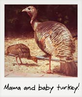 Mama and baby turkey!