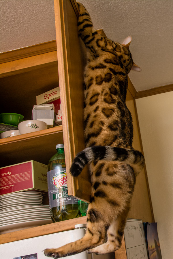 Bengal cat hanging on cupboard photo