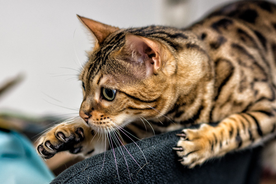 Bengal cat on chair back photo