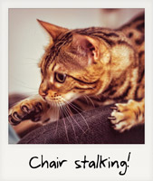 Chair stalking!