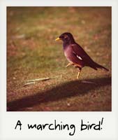 A marching bird!