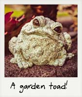 A garden toad! A garden toad!