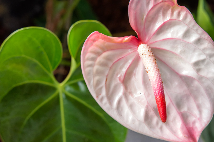 Elephant ear flower photo