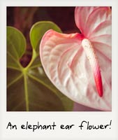 An elephant ear flower! An elephant ear flower!