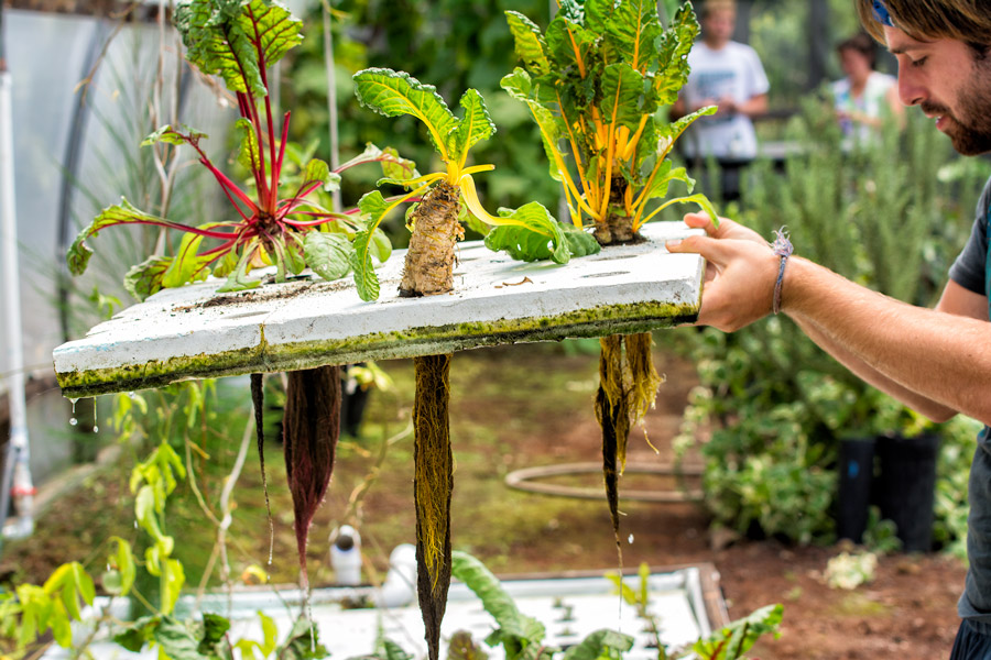 Hydroponic farming in Hawaii photo