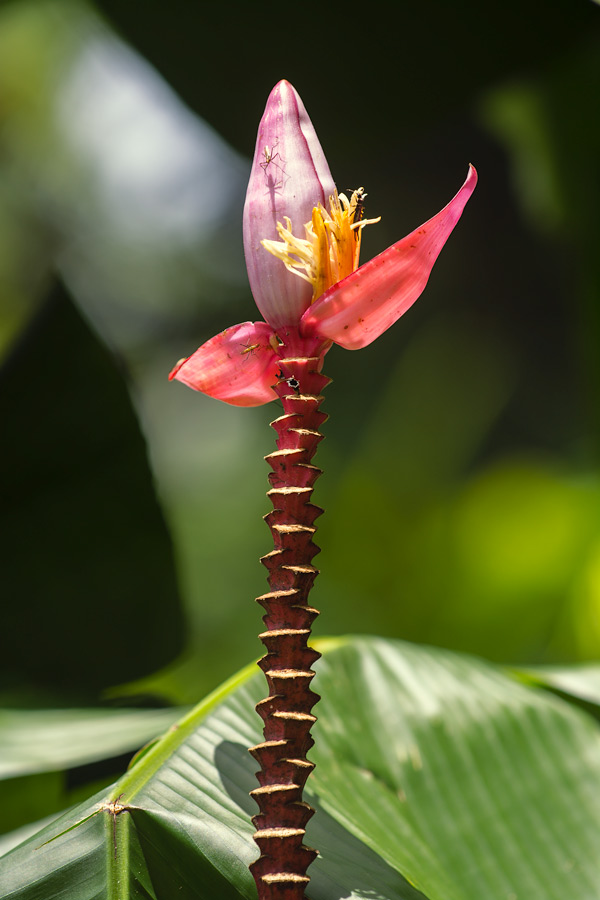 Banana sprout with bugs in Hawaii photo
