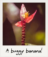 A buggy banana!