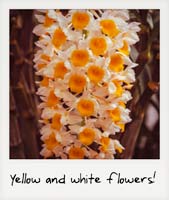 Yellow and white flowers!
