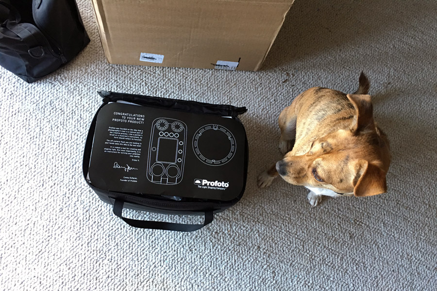 MAverick dog and Profoto B2 photo