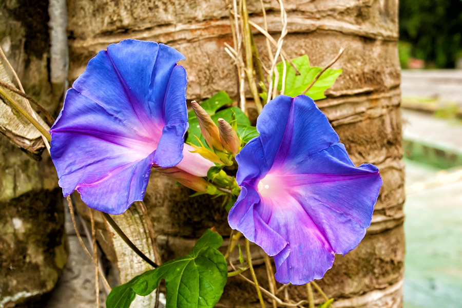 Purple flowers in Panama photo