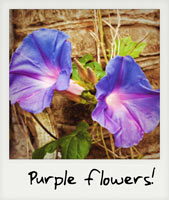 Purple flowers!