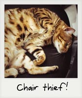 Chair stealer!