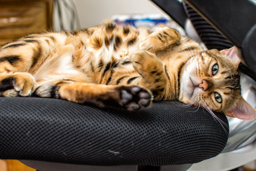 Noctiva on chair photo