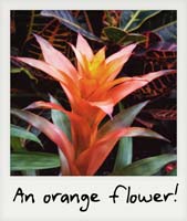 An orange flower!