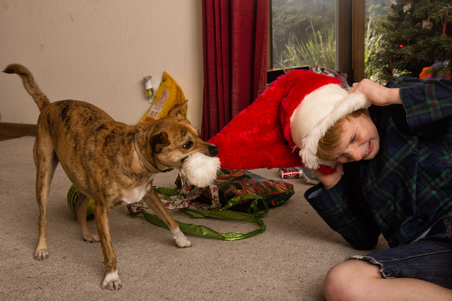 Dog and kid fighting for Santa cap photo