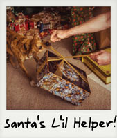 Santa's L'il Helper!