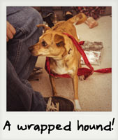 A wrapped hound!
