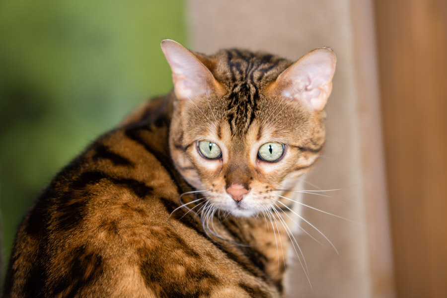 Noctiva with Sigma 50-100 f/1.8 lens photo