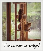 Three not-so-Amigos!