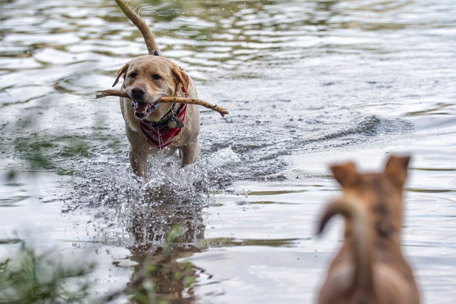 Dogs playing in water photo