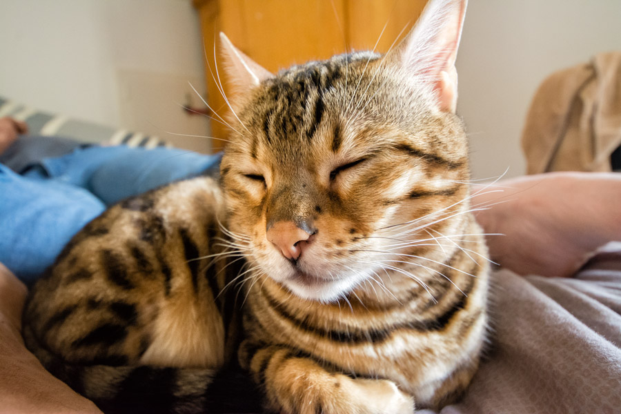 Noctiva sleeping photo