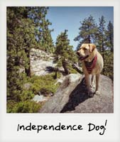 Independence Dog!
