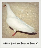 White bird on brown beach!