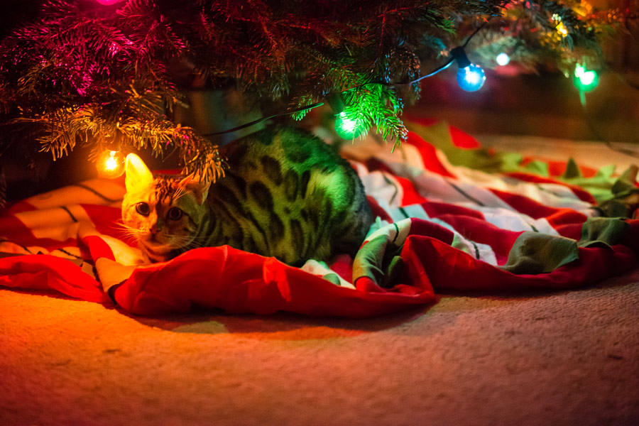 Christmas tree cat 2016 photo