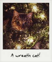 A wreath cat!