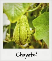 Chayote! Chayote!