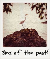 Bird from the past!
