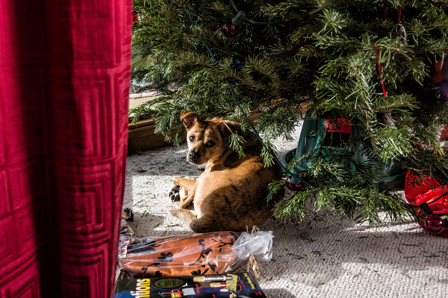 Maverick under Christmas tree photo