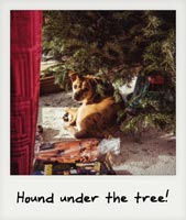 Under the tree!
