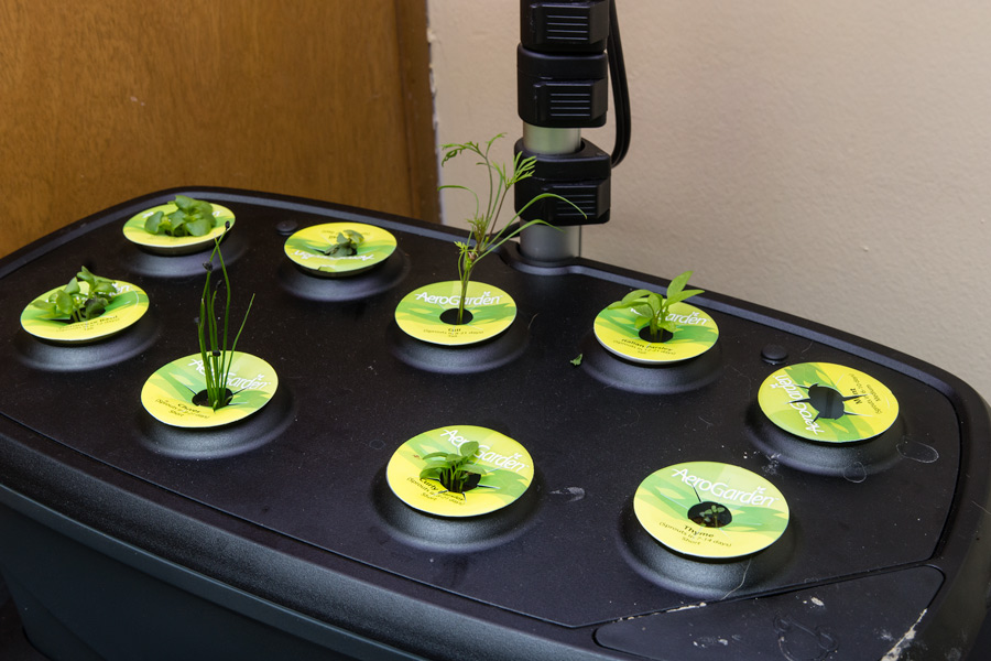 Aerogarden sprouts photo