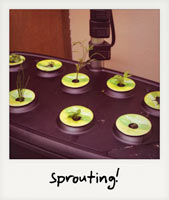Sprouting!