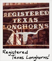 Registered Texas Longhorns!