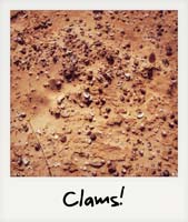 Clams!