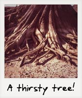 A thirsty tree!