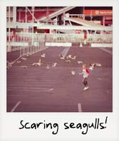 Scaring seagulls!