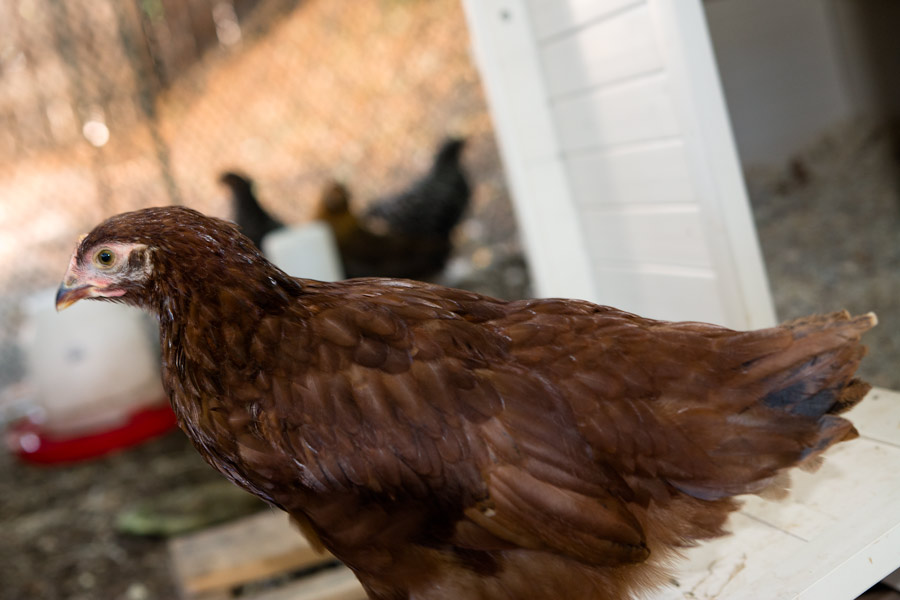 Brown chicken photo