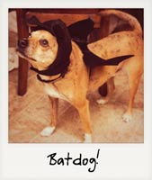 Batdog!