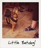 Little Batdog!